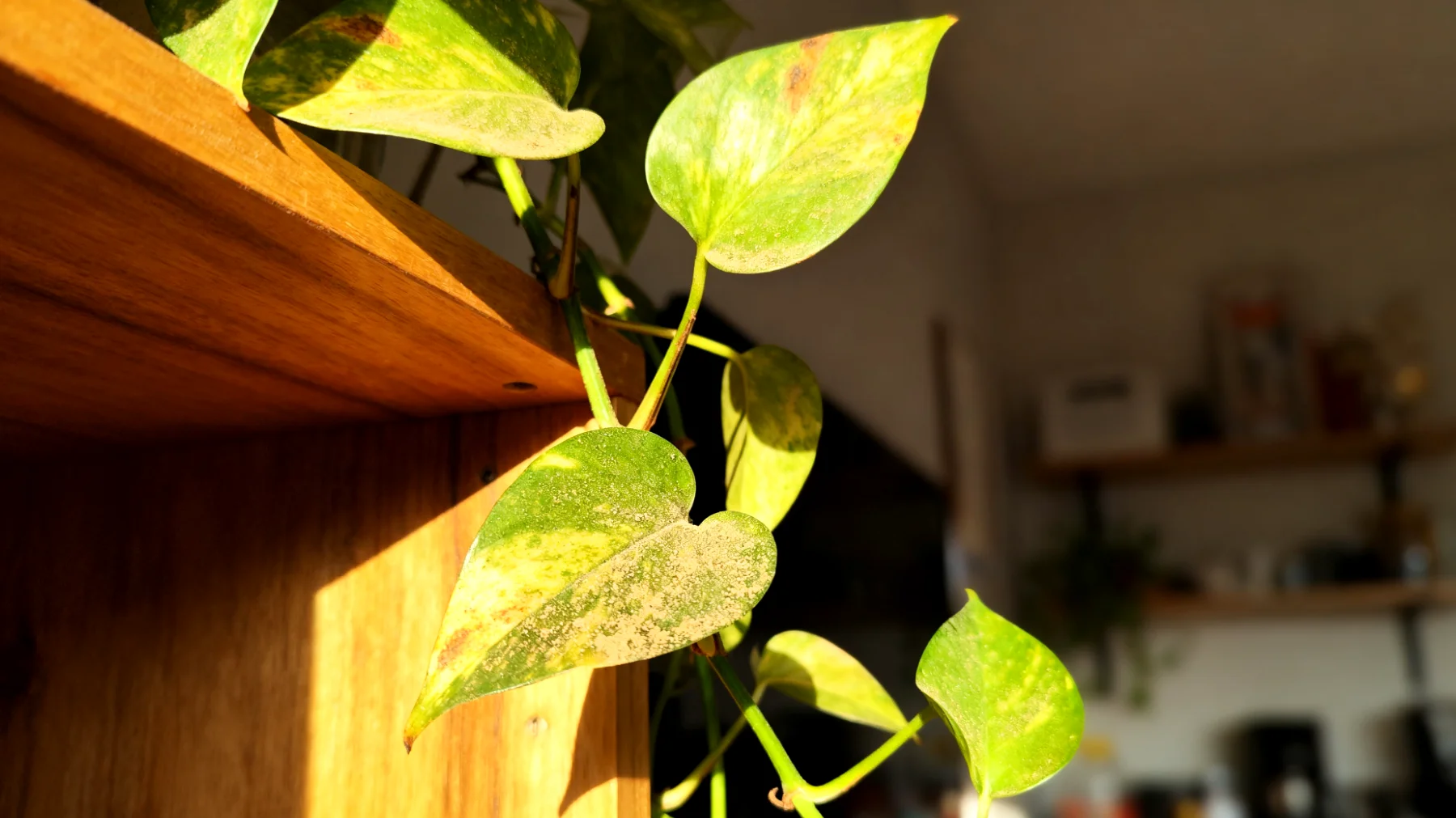 Efeutute (Pothos)"