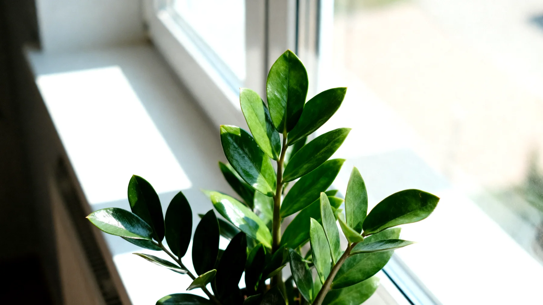 Glücksfeder (Zamioculcas)"