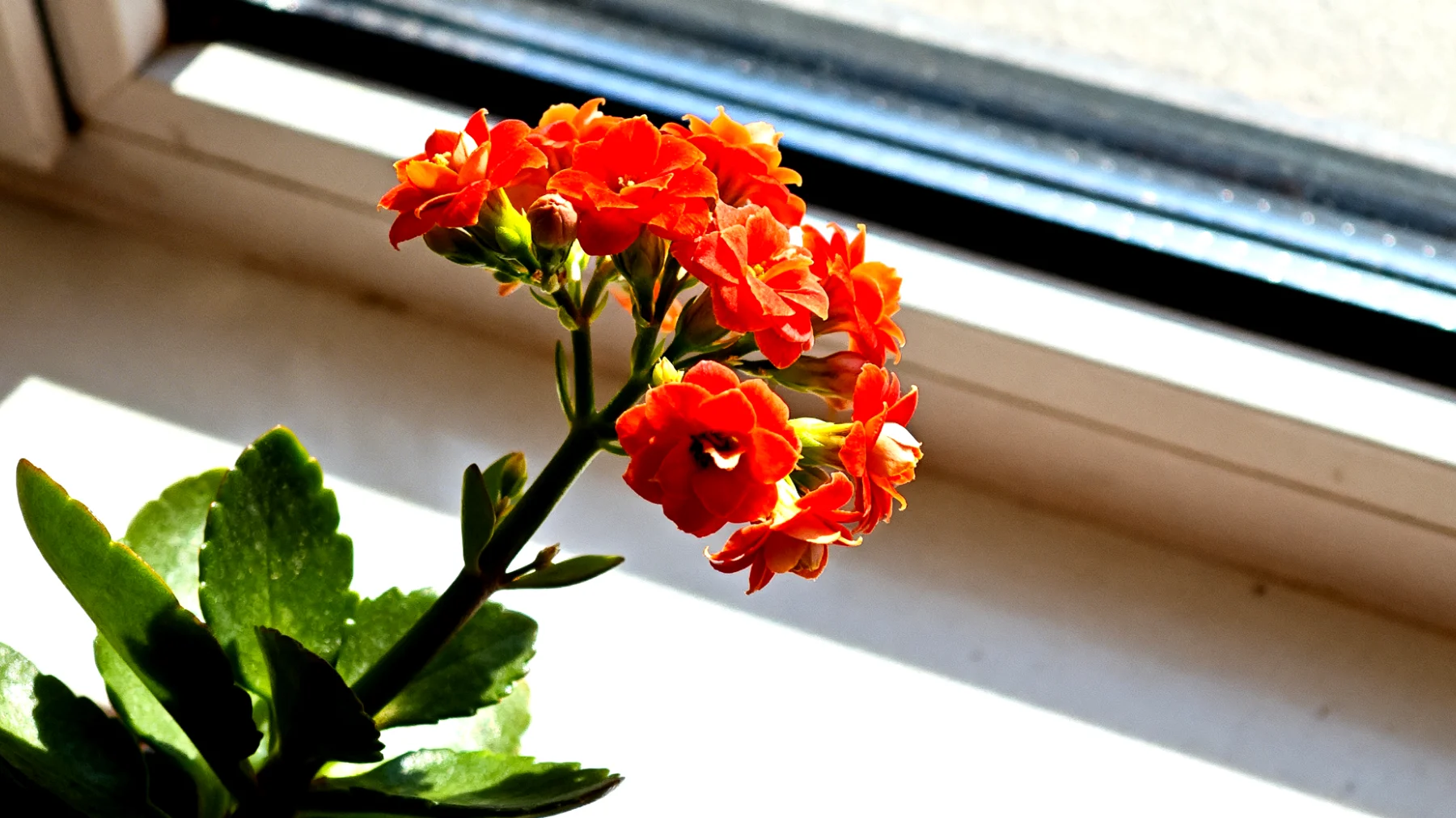 Kalanchoe"