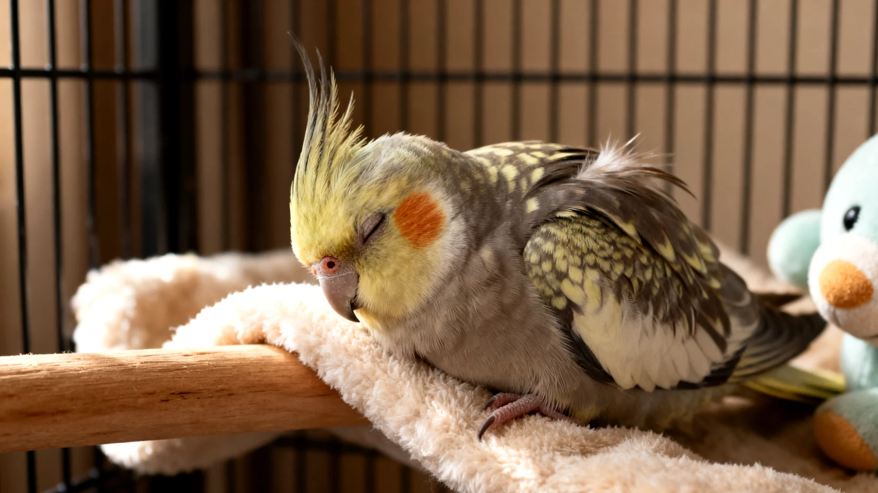 Nymphensittiche benötigen nach einer Kastration besondere Aufmerksamkeit und Beschäftigung, da sie aufgrund von Schmerzen, eingeschränkter Beweglichkeit und Stress weniger aktiv sind und spezielle, schonende Spielmöglichkeiten brauchen, die die Heilung nicht beeinträchtigen"